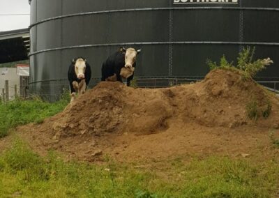 Happy Cows enjoying their life on the Farm | HandyCompactTractors.co.uk