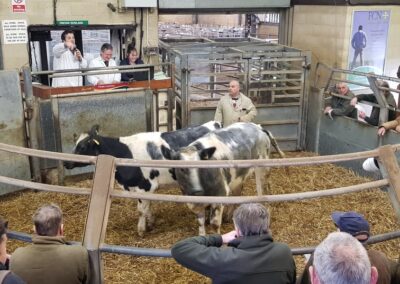 Handy Compact Tractors | Cattle Being Prepared For Auction